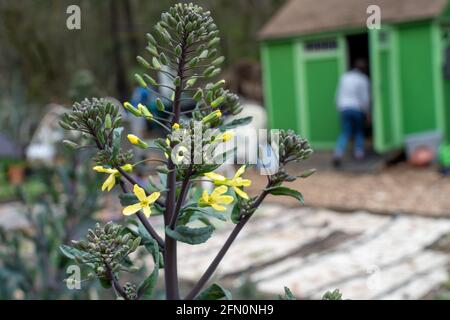 Issaquah, Washington, Stati Uniti. Primo piano di Red Russian Kale con fiori all'inizio della primavera. Foto Stock