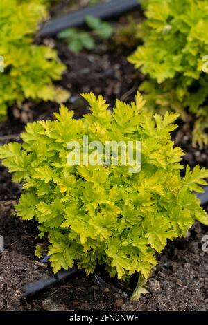 Issaquah, Washington, Stati Uniti. Crisantemo parthenium sin. Tanacetum parthenium (nomi comuni: Feverfew, Featherfew, Featherfoil, Midsummer Daisy) Foto Stock