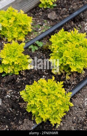 Issaquah, Washington, Stati Uniti. Crisantemo parthenium sin. Tanacetum parthenium (nomi comuni: Feverfew, Featherfew, Featherfoil, Midsummer Daisy) Foto Stock