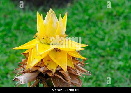 Cinese Yellow Banana Tree Foto Stock