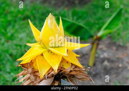 Cinese Yellow Banana Tree Foto Stock