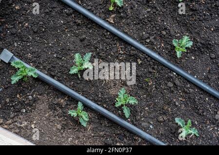 Issaquah, Washington, Stati Uniti. Starbor Kale inizia in un giardino primaverile Foto Stock