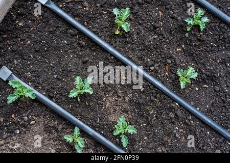 Issaquah, Washington, Stati Uniti. Starbor Kale inizia in un giardino primaverile Foto Stock