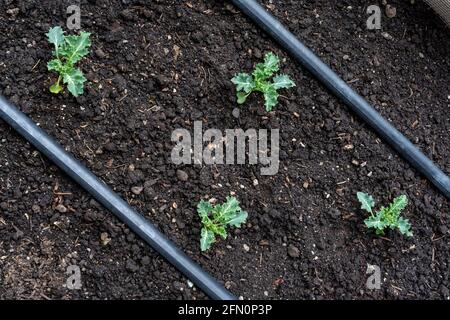 Issaquah, Washington, Stati Uniti. Starbor Kale inizia in un giardino primaverile Foto Stock