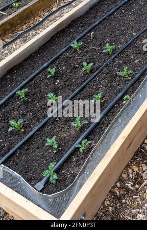 Issaquah, Washington, Stati Uniti. Starbor Kale inizia in un giardino primaverile Foto Stock