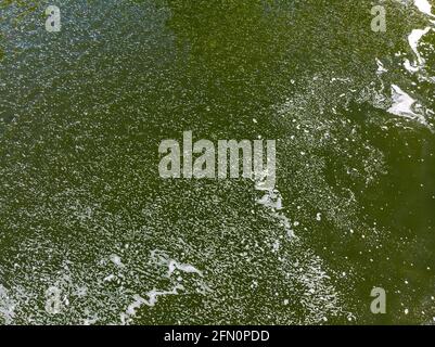 acqua inquinata e scum sulla superficie verde dell'acqua. inquinamento ambientale. vista aerea dall'alto Foto Stock