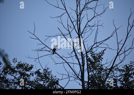 La natura indossa sempre i colori dello spirito. – ... La Terra ha musica per coloro che ascoltano. Guardate in profondità nella natura e poi capirete tutto meglio. Camminare in natura significa assistere a mille miracoli. La Terra ride di fiori. – ... La natura è l'arte di Dio. Il fulmine è incredibile. Foto Stock