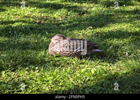 Mallards che dormono sull'erba Foto Stock