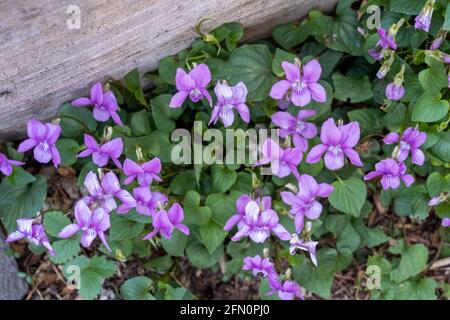Issaquah, Washington, Stati Uniti. Viola sororia o chiamato violetto blu comune, erbaceo a breve gambo perenne. I nomi comuni includono anche i comuni mea Foto Stock