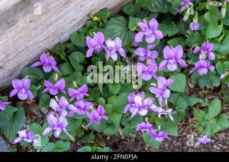 Issaquah, Washington, Stati Uniti. Viola sororia o chiamato violetto blu comune, erbaceo a breve gambo perenne. I nomi comuni includono anche i comuni mea Foto Stock