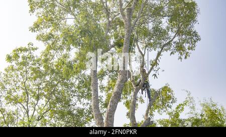 Taglio per la rimozione della potatura dell'albero Foto Stock