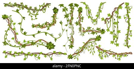 Piante di liana della giungla. Rami di vite tropicale con foglie, alpinismo specie liana selvatica isolato vettore illustrazione insieme. Liana piante tropicali Illustrazione Vettoriale