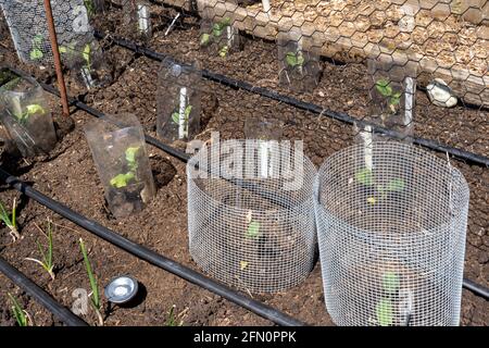 Issaquah, Washington, Stati Uniti. Giardino primaverile con barriere in metallo e plastica intorno alla maggior parte delle piante per tenerle lontano da lumache e altri critters. Gyp Foto Stock