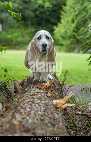 Issaquah, Washington, Stati Uniti. Opie, un anziano Basset Hound con cancro al linfoma, che cammina su un albero recentemente caduto. (PR) Foto Stock