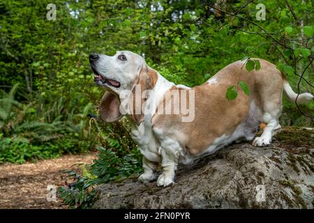 Issaquah, Washington, Stati Uniti. Opie, un vecchio Basset Hound con cancro al linfoma, arroccato su un masso in un parco. (PR) Foto Stock