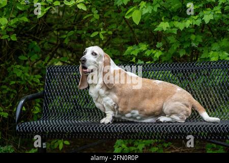 Issaquah, Washington, Stati Uniti. Opie, un anziano Basset Hound con cancro al linfoma, che riposa su un banco del parco. (PR) Foto Stock
