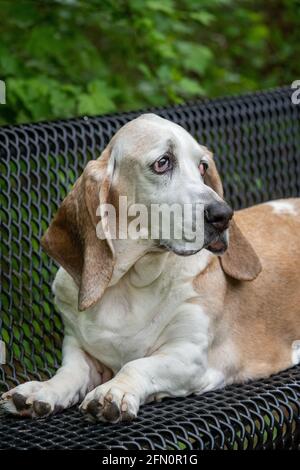 Issaquah, Washington, Stati Uniti. Opie, un anziano Basset Hound con cancro al linfoma, che riposa su un banco del parco. (PR) Foto Stock