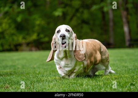 Issaquah, Washington, Stati Uniti. Opie, un anziano Basset Hound con cancro al linfoma, camminando in un parco. (PR) Foto Stock