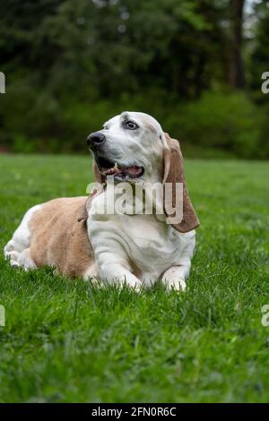 Issaquah, Washington, Stati Uniti. Opie, un anziano Basset Hound, che riposa nell'erba in un parco. (PR) Foto Stock