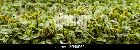 foglie verdi di lattuga edenvia cresciute in una microazienda utilizzando il metodo agroponico. Foto Stock