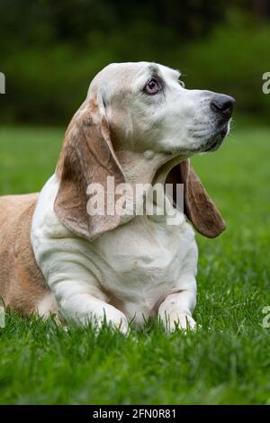 Issaquah, Washington, Stati Uniti. Opie, un anziano Basset Hound, che riposa nell'erba in un parco. (PR) Foto Stock
