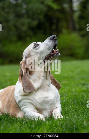 Issaquah, Washington, Stati Uniti. Opie, un anziano Basset Hound, che riposa nell'erba in un parco. (PR) Foto Stock