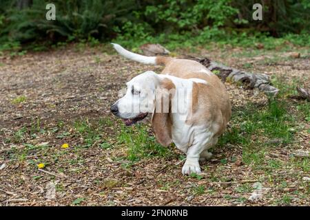 Issaquah, Washington, Stati Uniti. Opie, un anziano Basset Hound con cancro al linfoma, cambiando la mente e invertendo le direzioni. (PR) Foto Stock