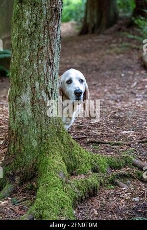 Issaquah, Washington, Stati Uniti. Opie, un anziano Basset Hound, sbirciando intorno ad un albero coperto di muschio. (PR) Foto Stock