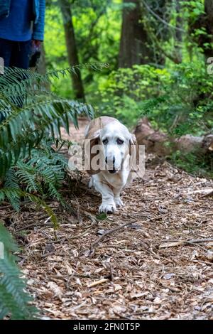 Issaquah, Washington, Stati Uniti. Opie, un anziano Basset Hound, camminando su un sentiero forestale con il suo proprietario. (PR) (MR) Foto Stock