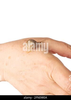 Una lumaca sta strisciando lungo la mano di una donna. Prodotto cosmetico composto da muco di lumaca di mucina. Ringiovanimento. Isolato. Foto Stock