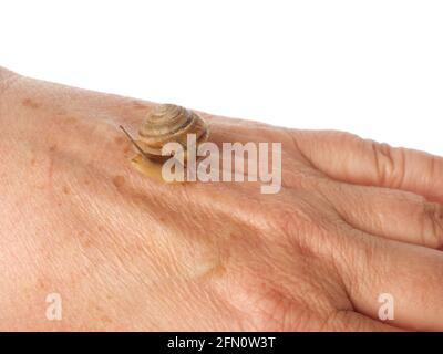 Una lumaca sta strisciando lungo la mano di una donna. Prodotto cosmetico composto da muco di lumaca di mucina. Ringiovanimento. Isolato. Foto Stock