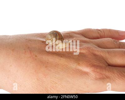 Una lumaca sta strisciando lungo la mano di una donna. Prodotto cosmetico composto da muco di lumaca di mucina. Ringiovanimento. Isolato. Foto Stock