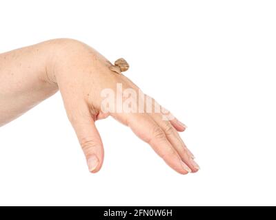 Una lumaca sta strisciando lungo la mano di una donna. Prodotto cosmetico composto da muco di lumaca di mucina. Ringiovanimento. Isolato. Foto Stock