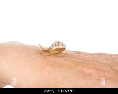 Una lumaca sta strisciando lungo la mano di una donna. Prodotto cosmetico composto da muco di lumaca di mucina. Ringiovanimento. Isolato. Foto Stock