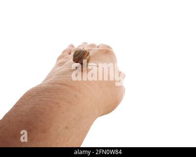 Una lumaca sta strisciando lungo la mano di una donna. Prodotto cosmetico composto da muco di lumaca di mucina. Ringiovanimento. Isolato. Foto Stock