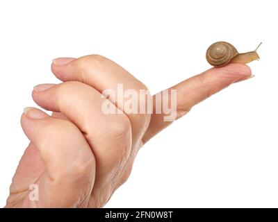 Una lumaca sta strisciando lungo la mano di una donna. Prodotto cosmetico composto da muco di lumaca di mucina. Ringiovanimento. Isolato. Foto Stock