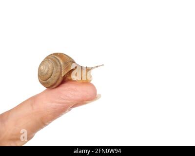 Una lumaca sta strisciando lungo la mano di una donna. Prodotto cosmetico composto da muco di lumaca di mucina. Ringiovanimento. Isolato. Foto Stock