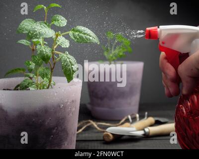 Le piante di casa sono spruzzate con acqua da una bottiglia di spruzzo rossa. Foto Stock