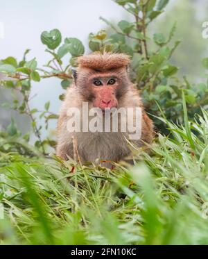 Toque macaque fissando la macchina fotografica, il ripido pendio foggy dietro di lui, freddo habitat di foresta piovosa delle scimmie. Foto Stock