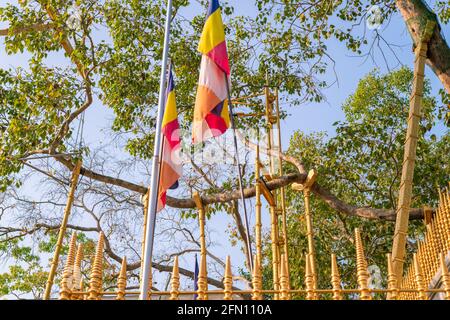 L'albero di Jaya Sri Maha Bhodi è un albero sacro di fichi nel giardino Mahamewna. Piantato nel 288 a.C. Foto Stock