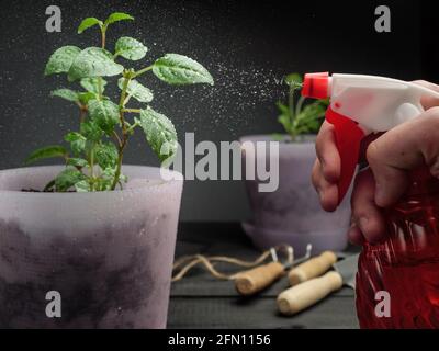 Le piante di casa sono spruzzate con acqua da una bottiglia di spruzzo rossa. Foto Stock