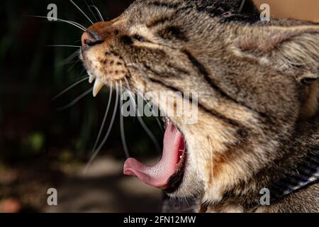 Closeup vista laterale di un gatto bruno stripato Foto Stock