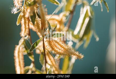 Orecchini Willow in primavera Foto Stock