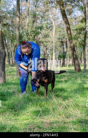 Donna con cane nero su erba verde nel parco. Una donna adulta in tuta blu si sta allenando con un rottweiler nel parco. Sport, stile di vita attivo Foto Stock