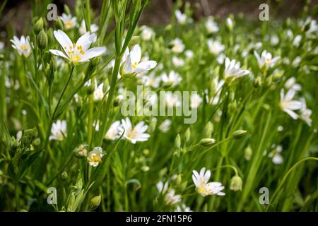 Più grande stitchwort (Rabelera ologea) nei boschi Foto Stock