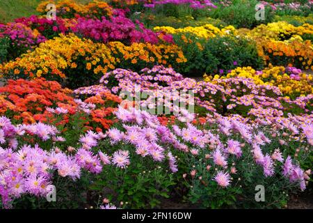 Crisantemo viola, rosso e arancio in vivaio e negozio di giardinaggio. Carta da parati di crisantemo. Sfondo floreale e fiorito. Primo piano. Foto Stock