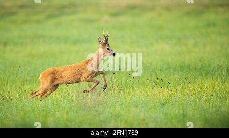 Capriolo disturbato sul prato verde vibrante in estate Foto Stock