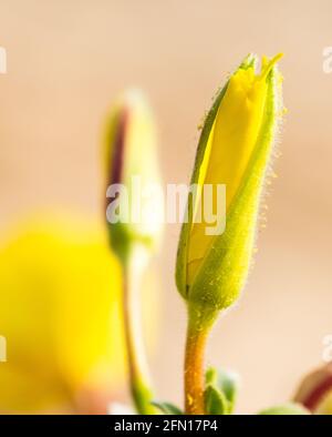 Spiaggia sera-Primrose uscire Foto Stock