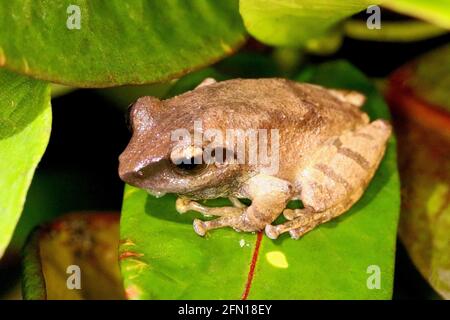 Amboli Bush Frog - Pseudophilautus amboli, Anshi Tiger Reserve, Uttarakhand, Karnataka, India Foto Stock