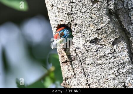 barbet dalle tonalità blu che si sbirciano da un nido di tronco di albero, Megalaima asiatica, Central Park, Kolkata West Bengala, India Foto Stock